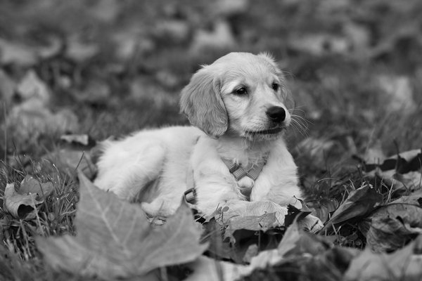 Actualités des chiens : adoption, conseils et moments émouvants