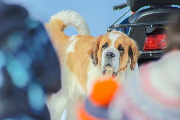 Quels sont les meilleurs exercices de stimulation mentale pour un chien intelligent ?