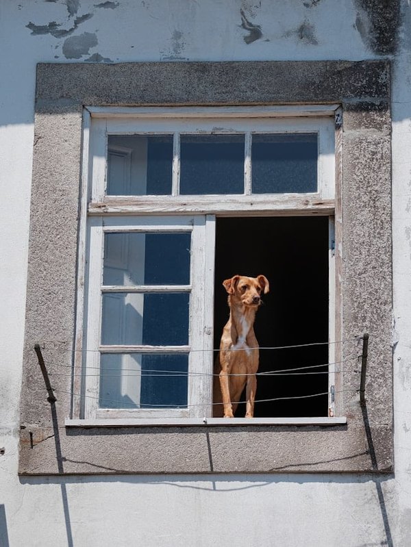 Comment gérer le comportement territorial d'un chien en présence de visiteurs ?